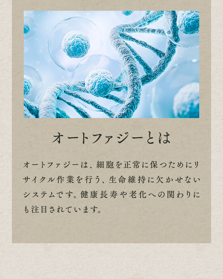 オートファジーとは