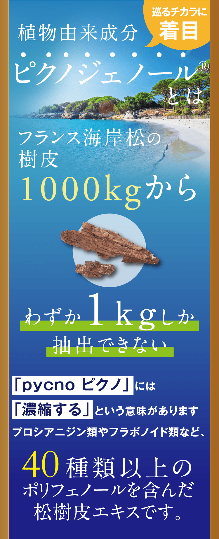 「pycno ピクノ」には「濃縮する」という意味がありますプロシアニジン類やフラボノイド類など、40種類以上のポリフェノールを含んだ松樹皮エキスです。